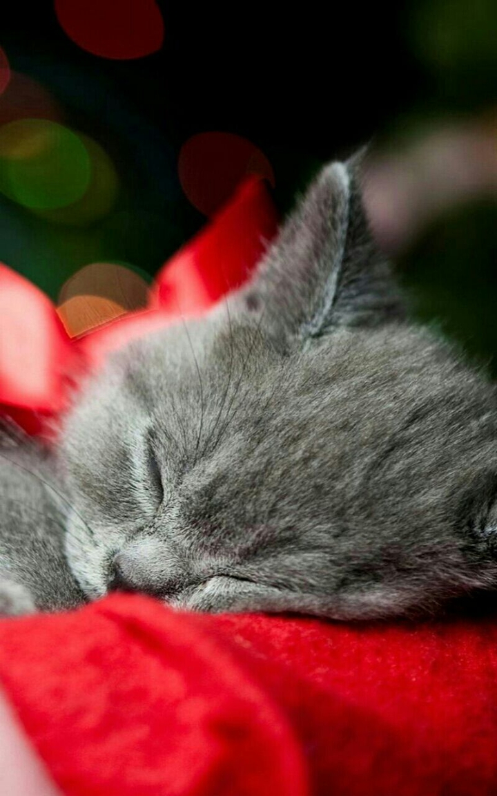 Cute kitty 