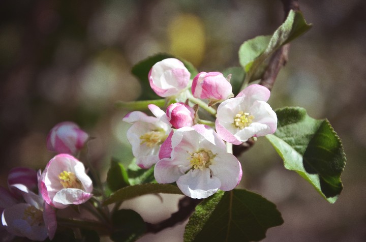 Apple tree
