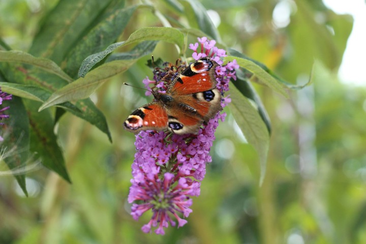 Beautiful butterfly!