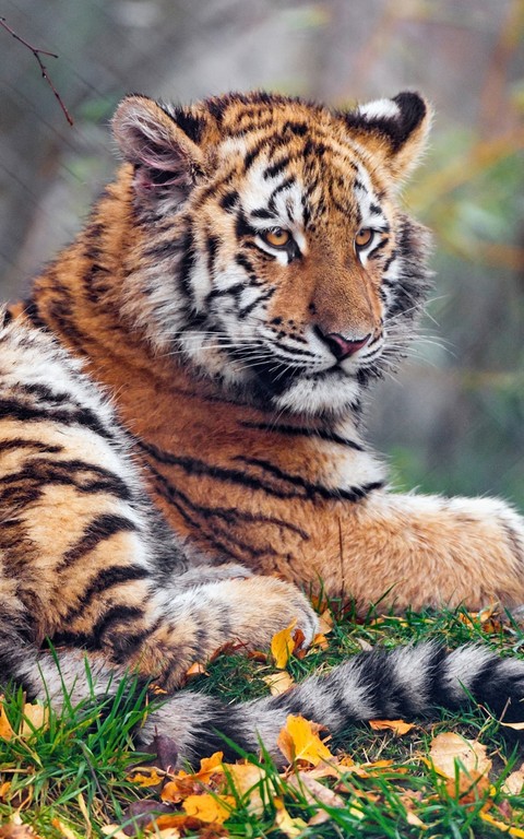 wildlife, whiskers háttérképek