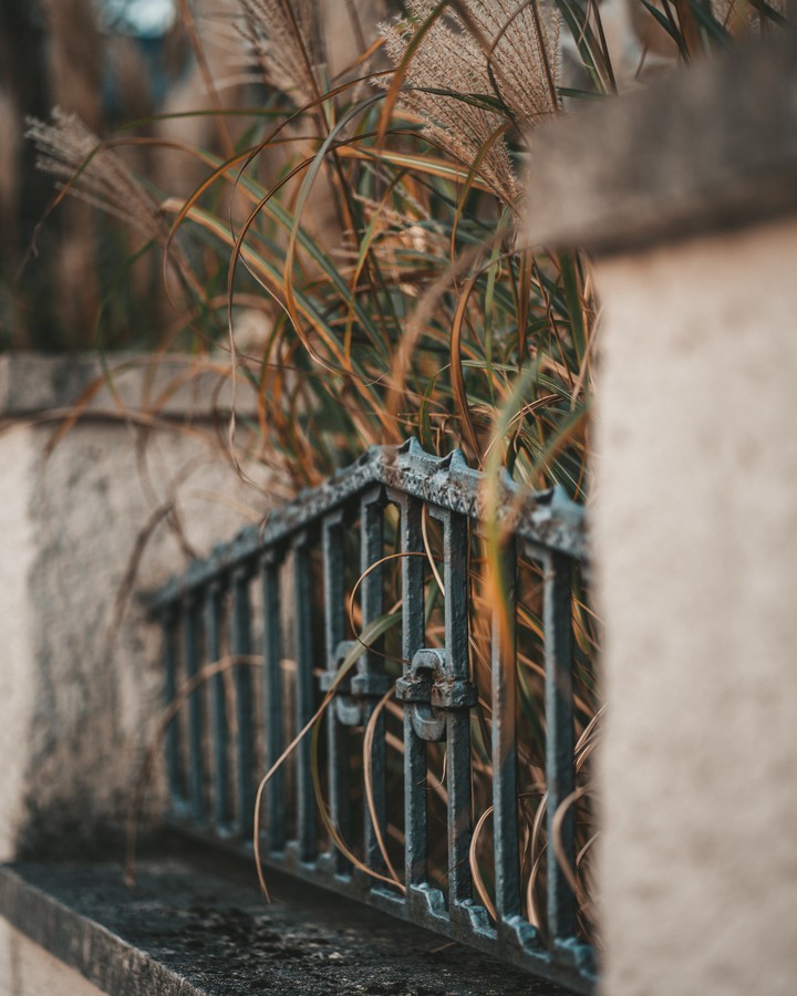 Leaves the fence