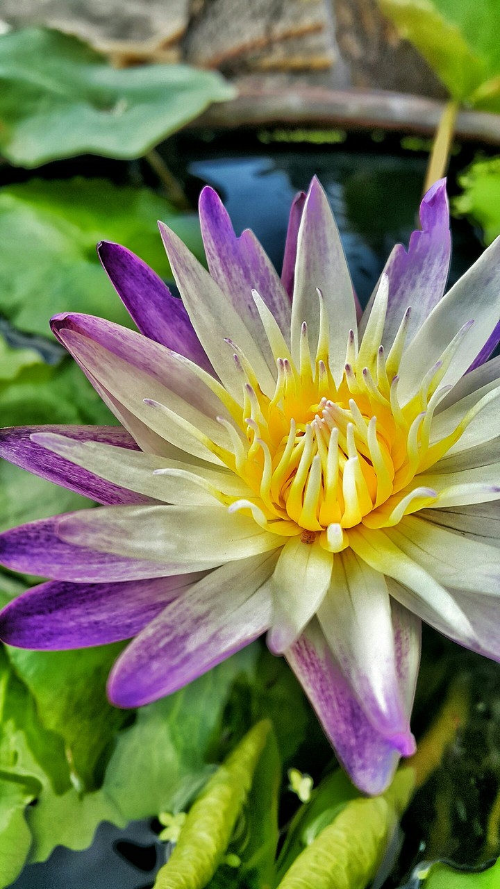 Lotus