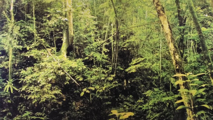forest