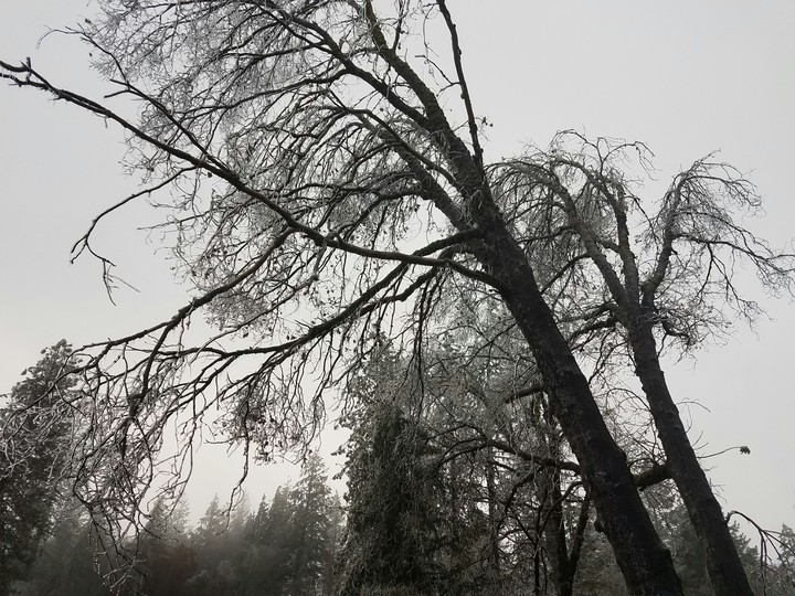 Trees of ice