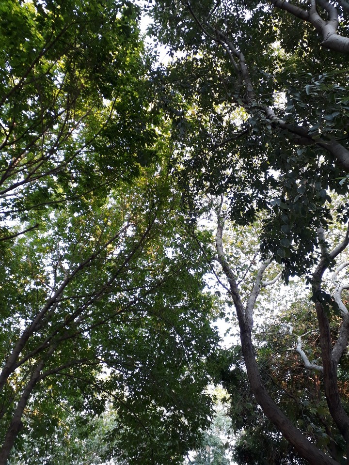 Nice Trees