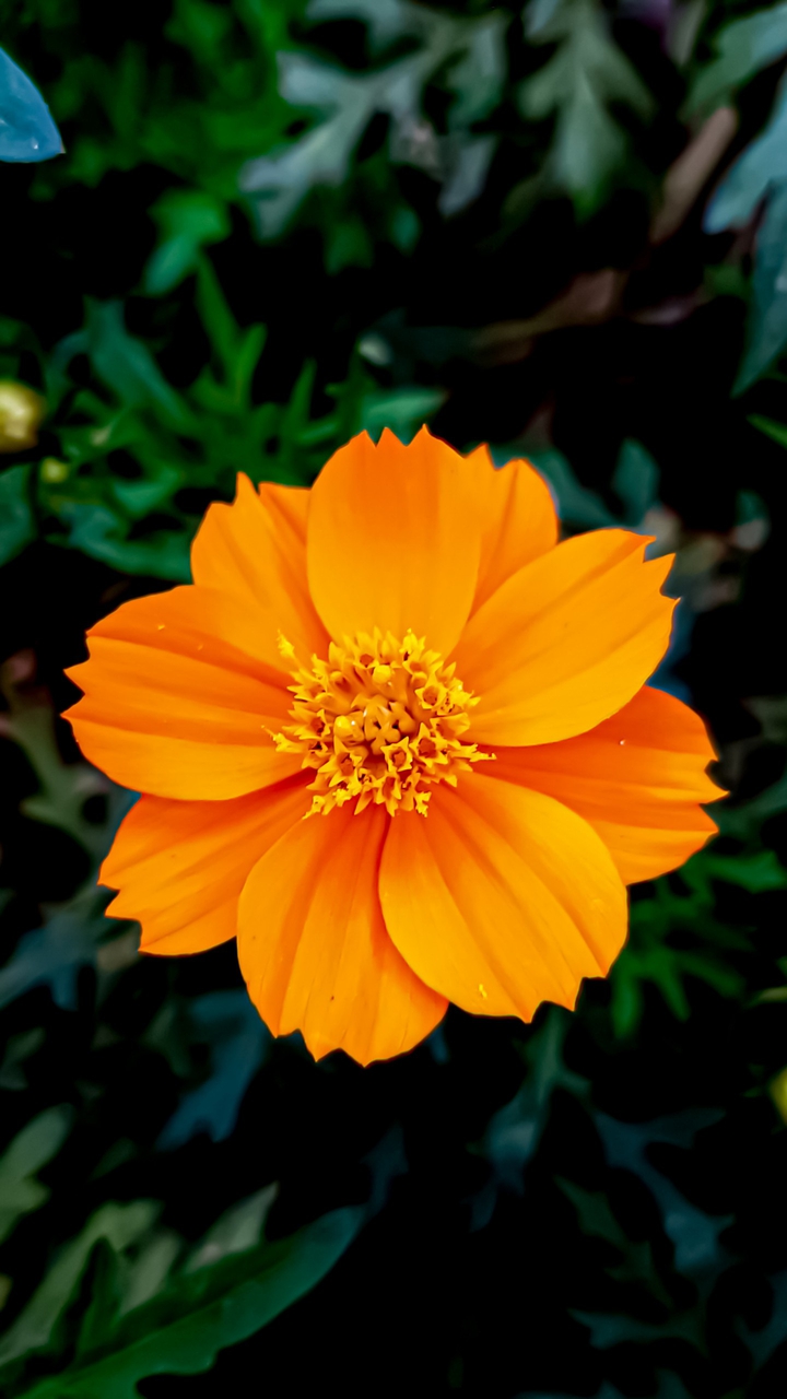blossom
