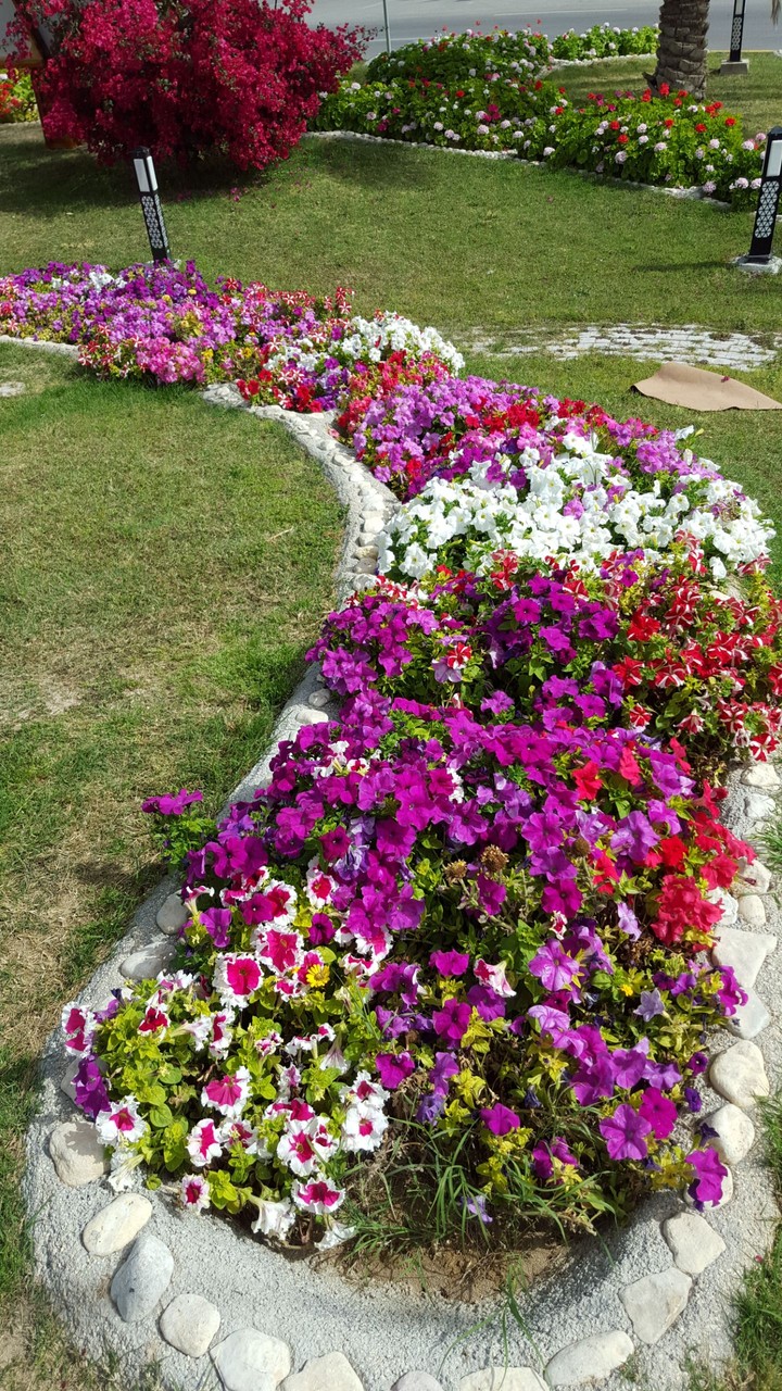 my garden