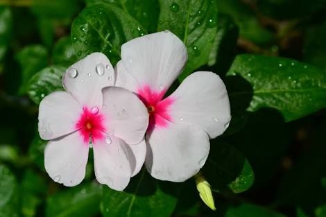 sfondi malvales, flora