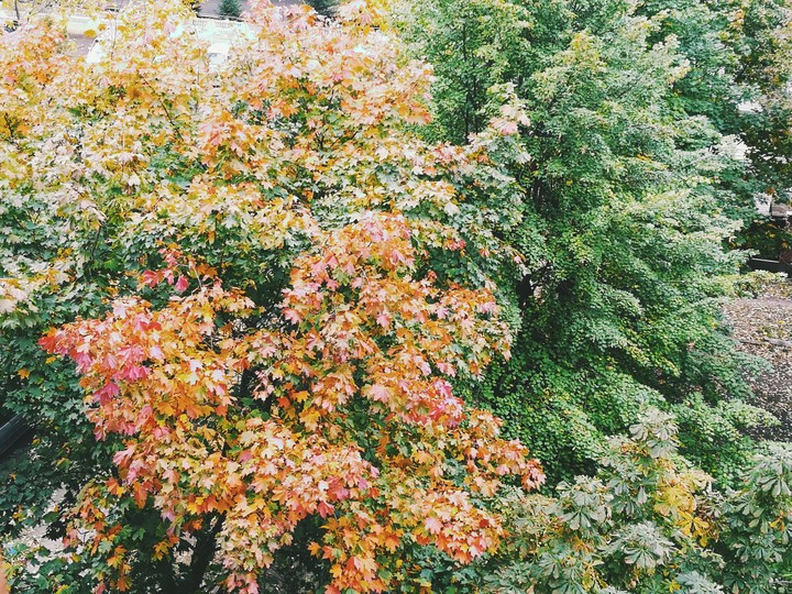 autumn