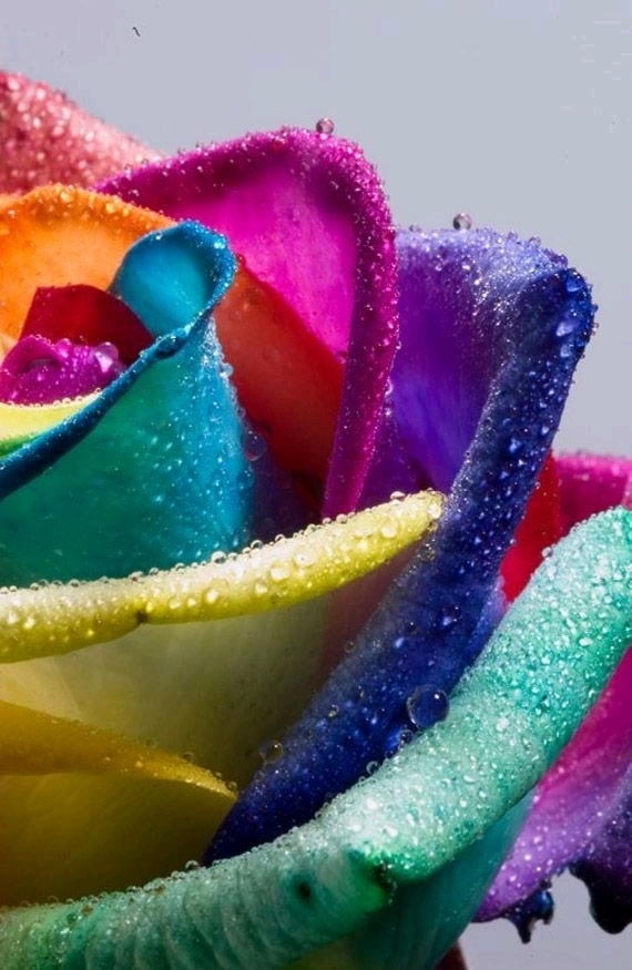 La multi fleur