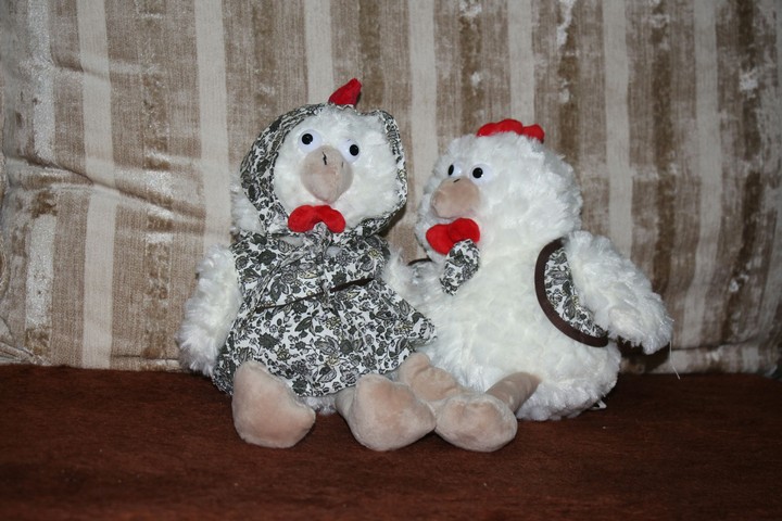 hen and rooster    ، Chicken