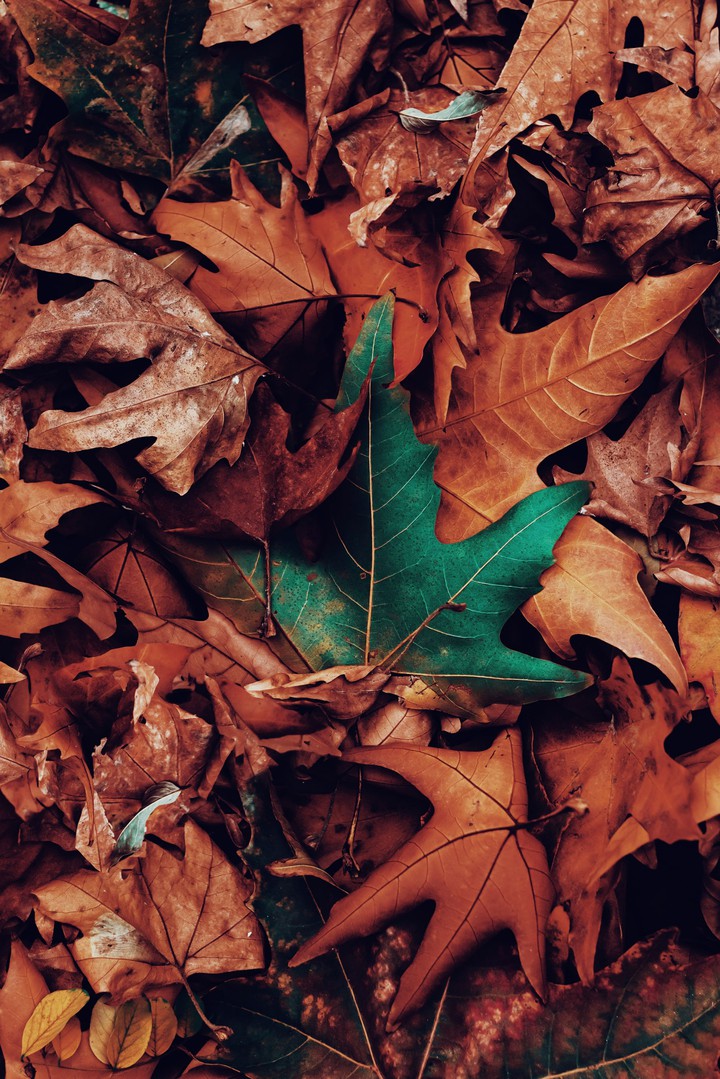 Leaf