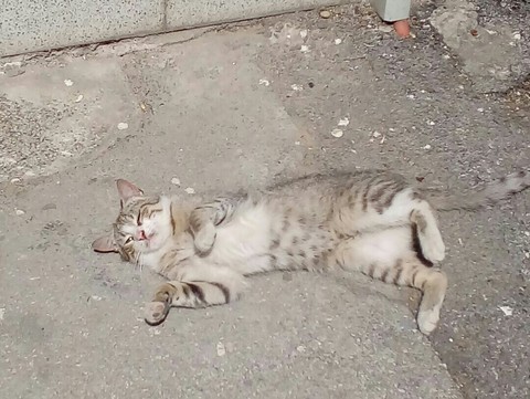 Pet Me Already! ;-) lol..❤