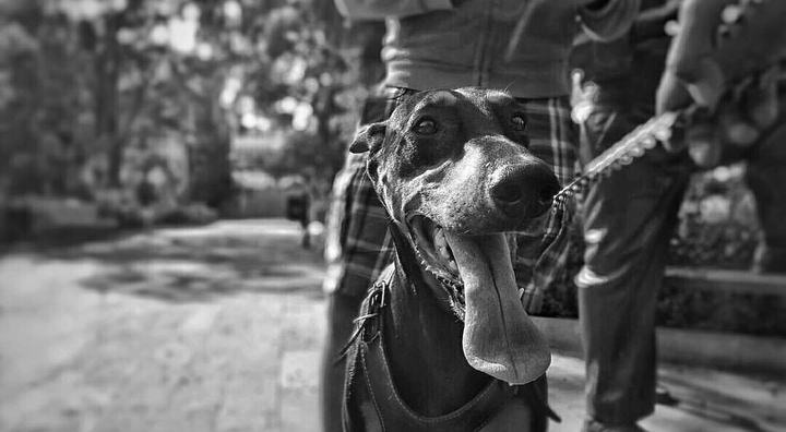 Happy Dog