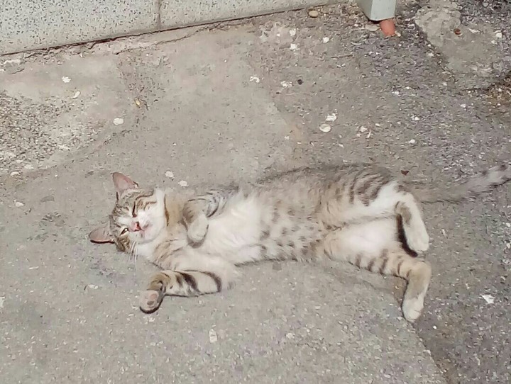Pet Me Already! ;-) lol..❤