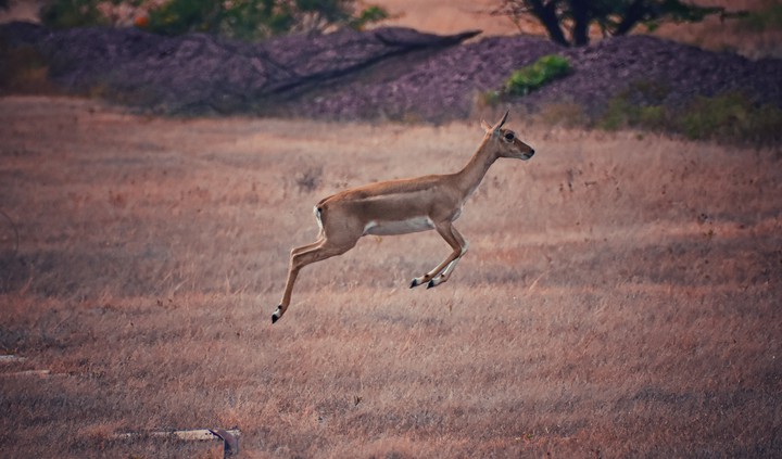 deer jump