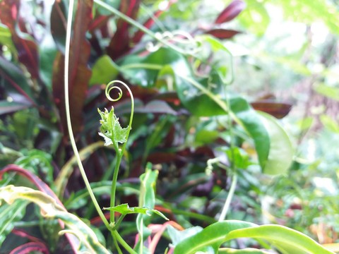 Random Curl