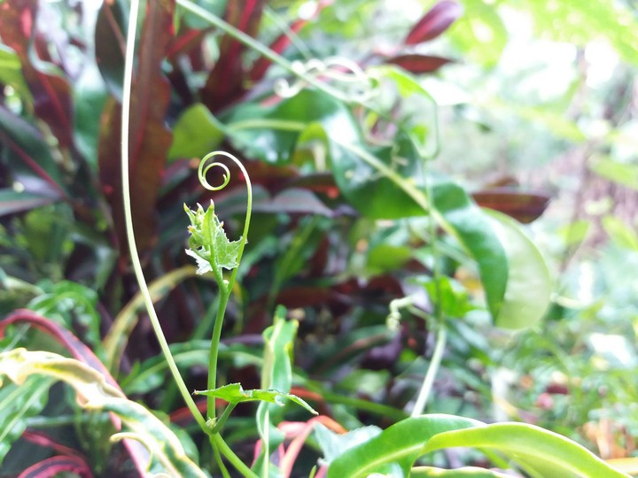 Random Curl