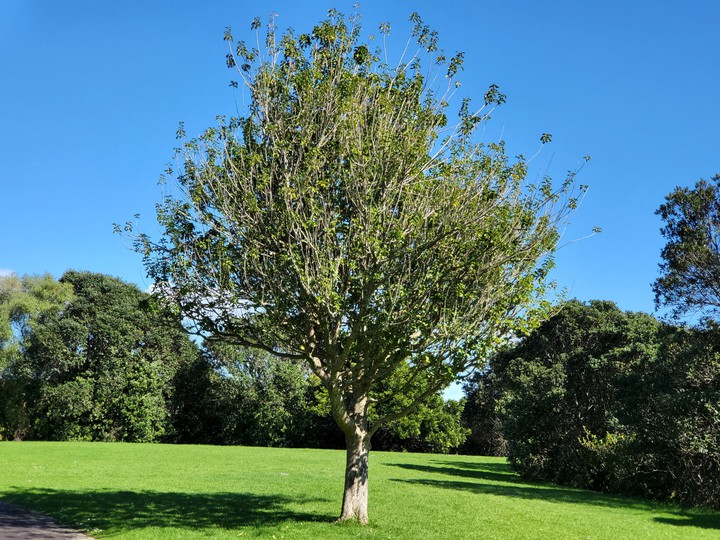 Western Springs Lakeside Park, Auckland, New Zealand