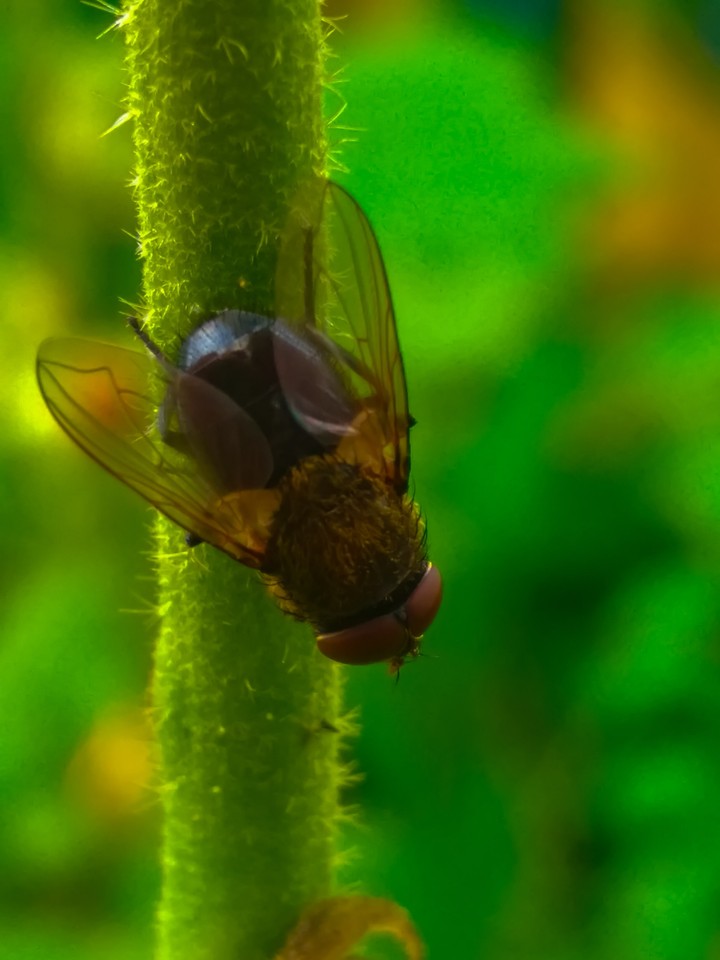 Fly