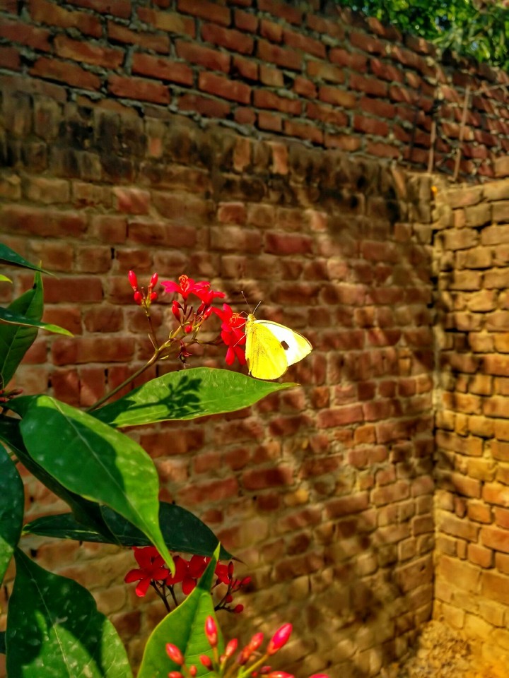 flowers and butterfly