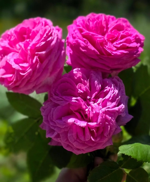 flower, pink wallpapers