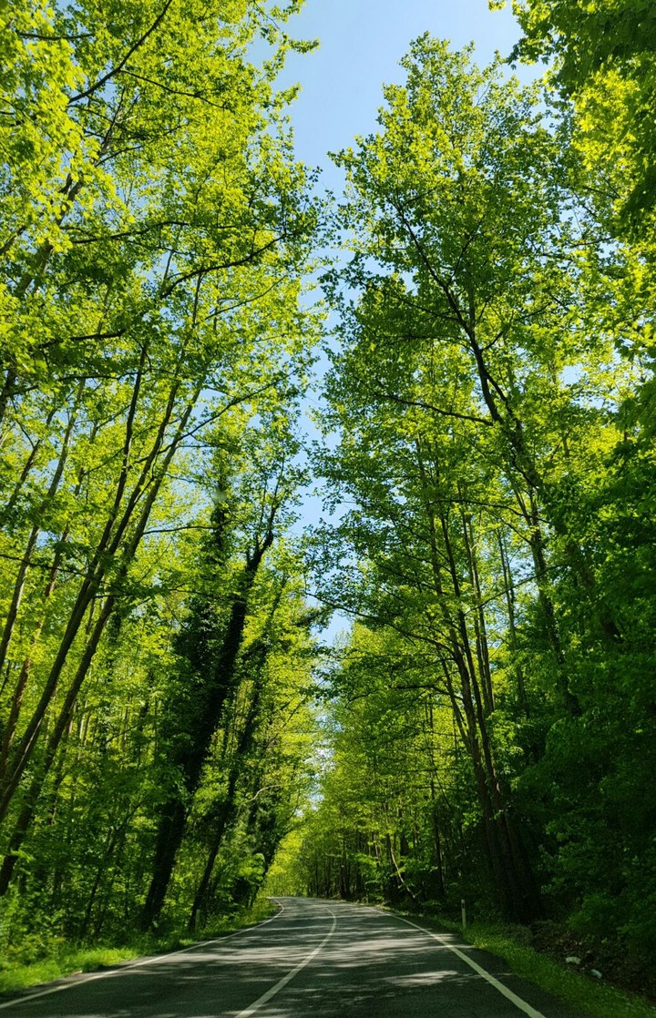 avenue