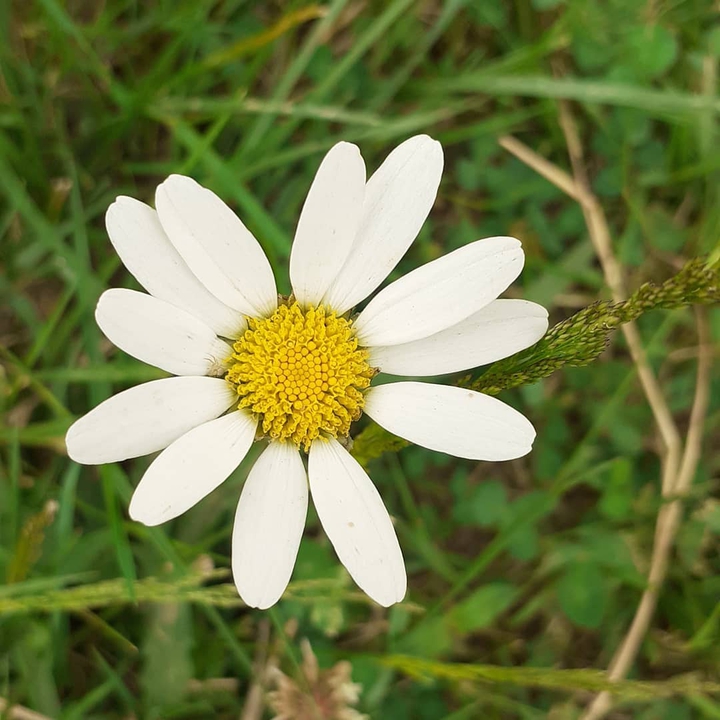 fleur du jardin