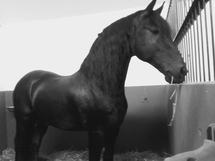 AISO #horse