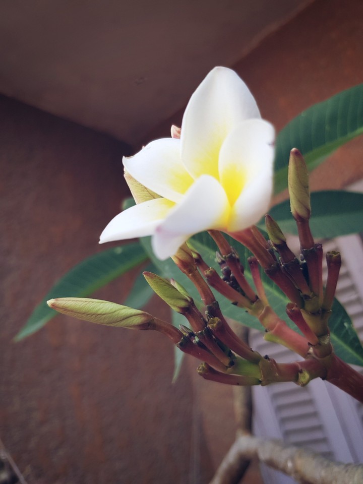 Jasmin flower