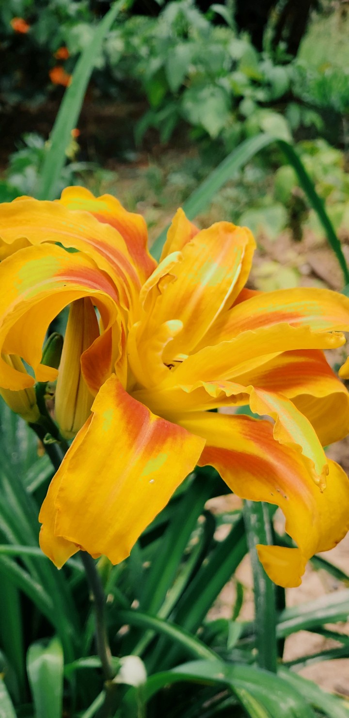 Yellow Flower