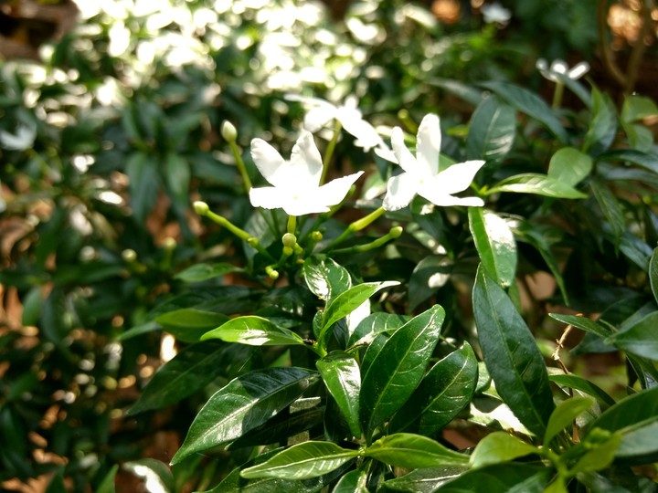 white flower