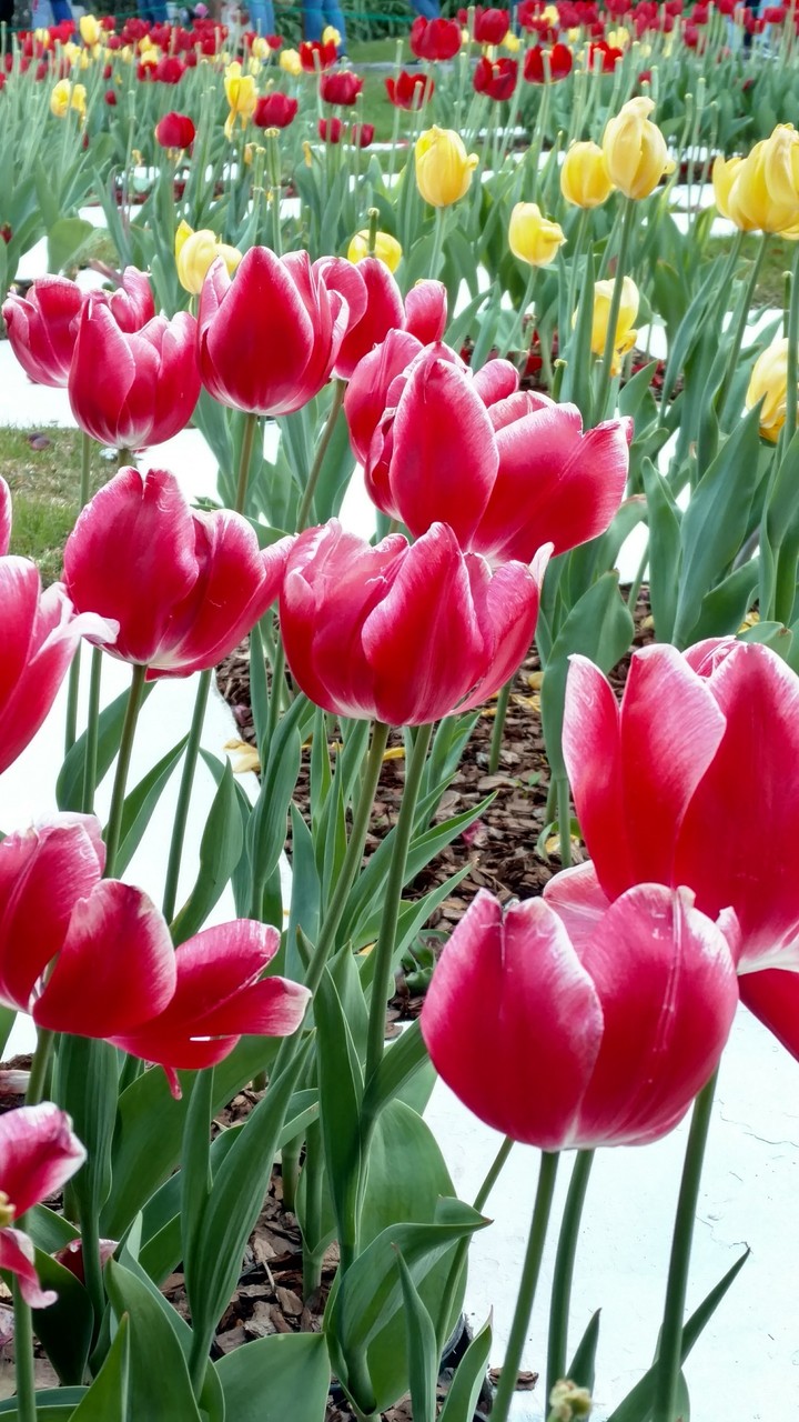jardín de amapolas