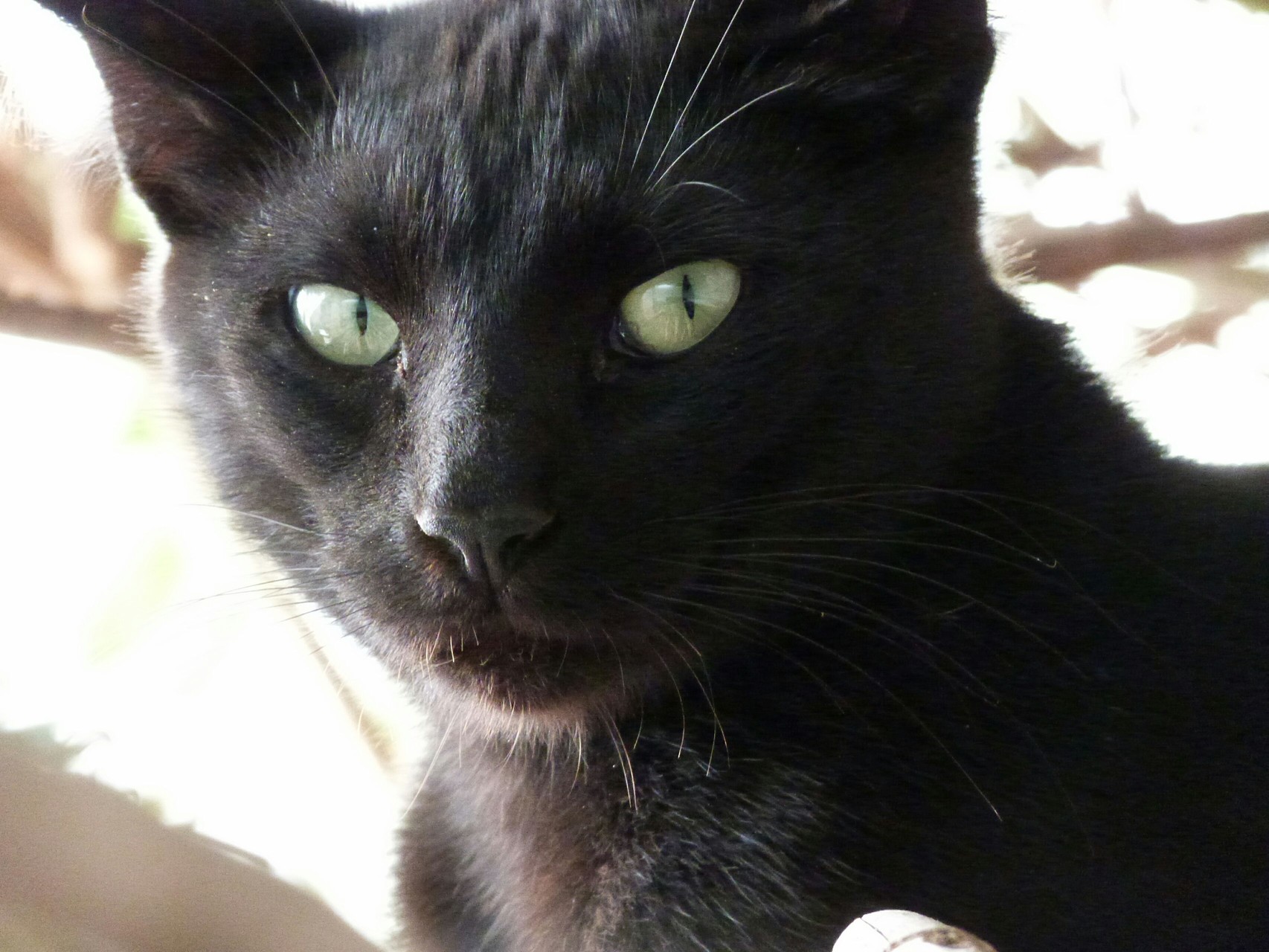 Black cat