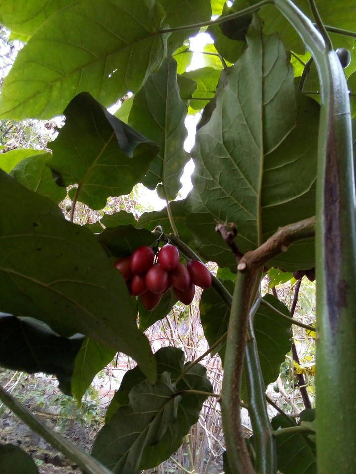 racimo de berenjenas