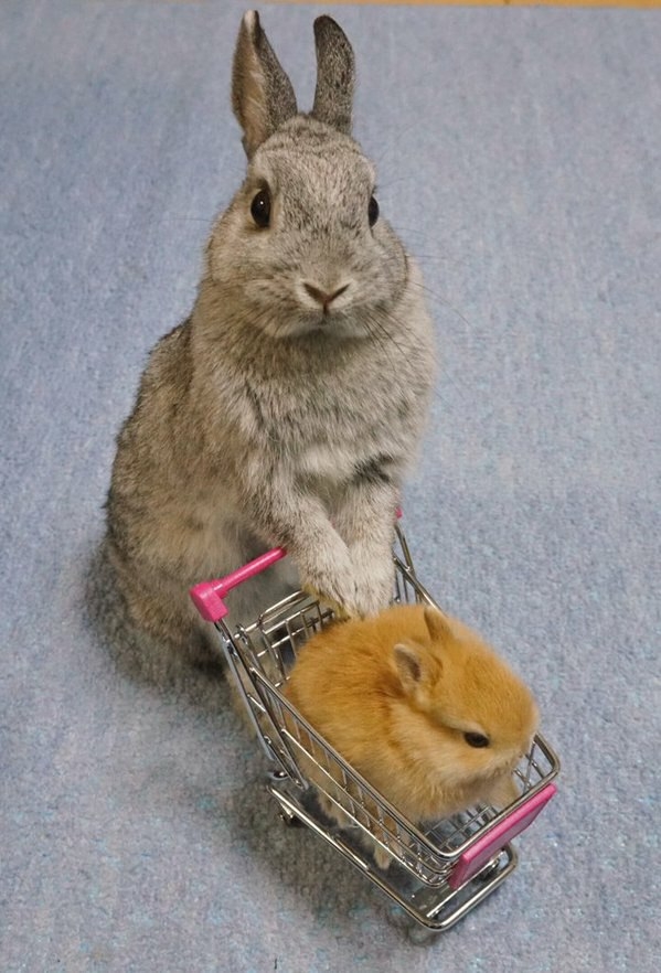 Rabbits