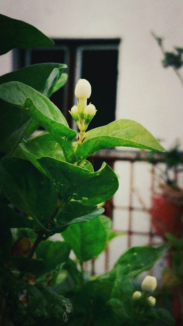 flower