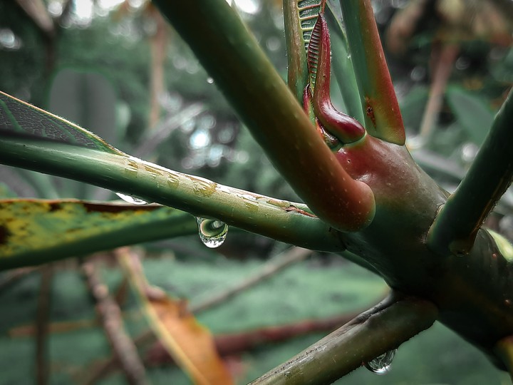 Drops