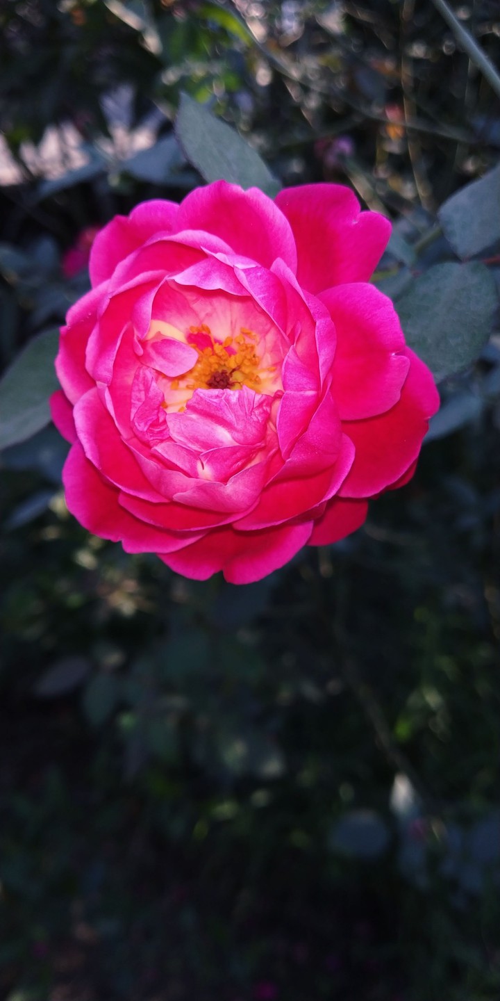 Roses