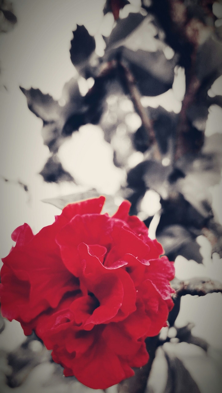red flower