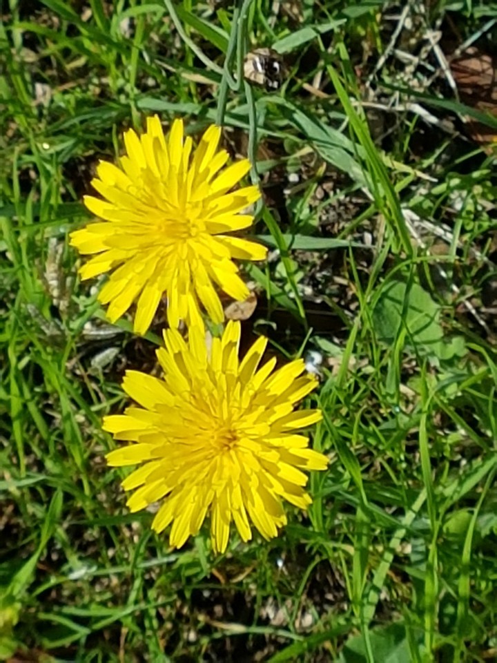fiori