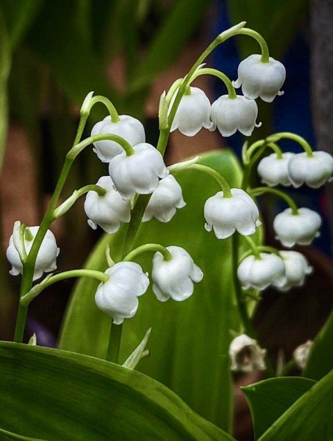 тапети spring, petal