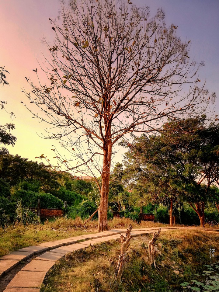 beauty of tree