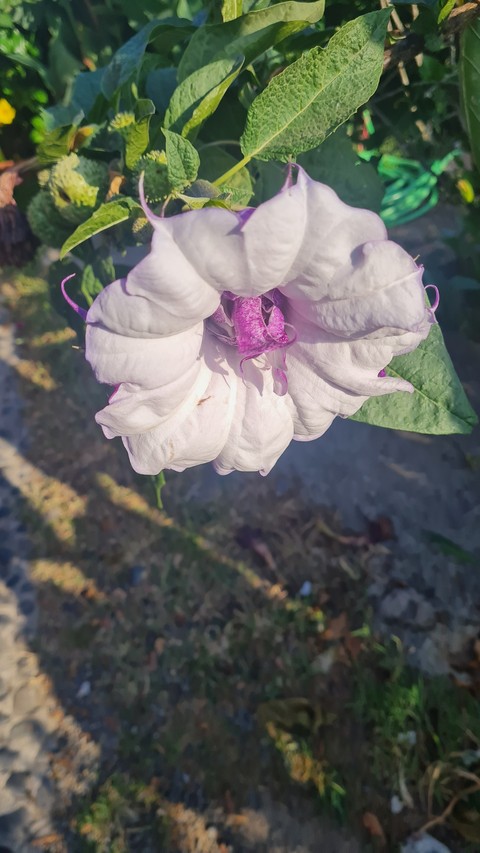rose, flower achtergronden