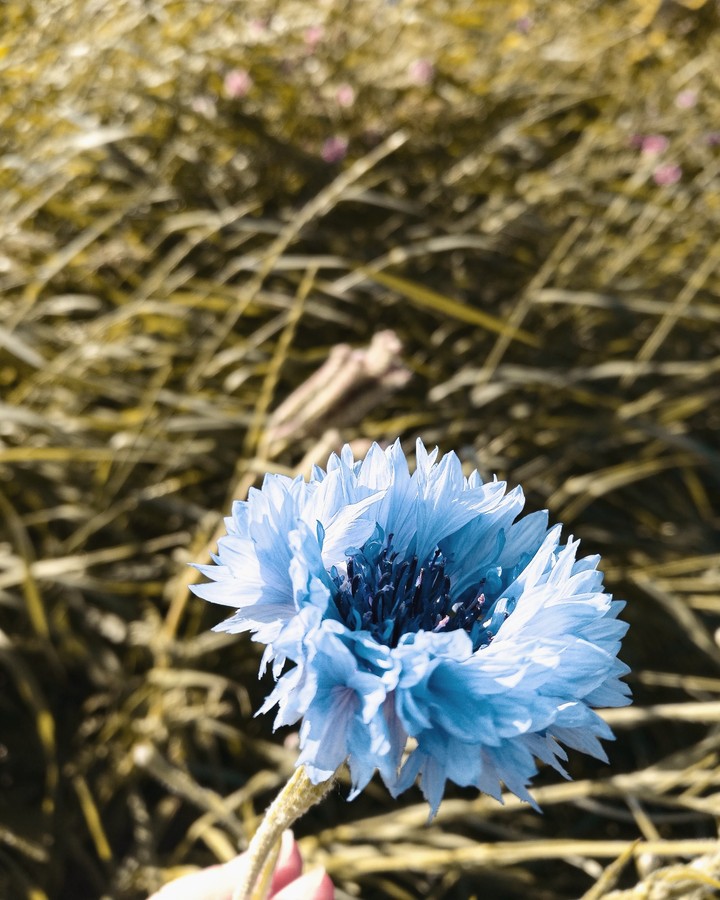 corn flower.