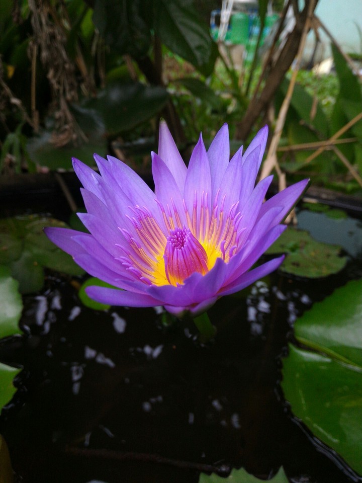 flower