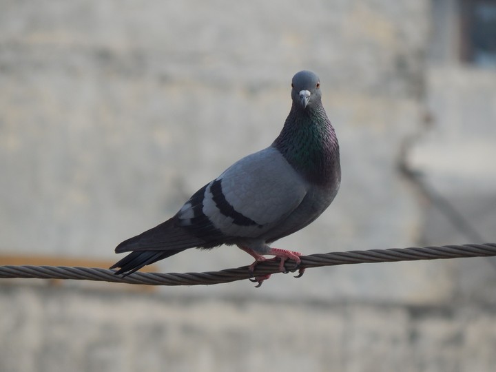 Pigeon