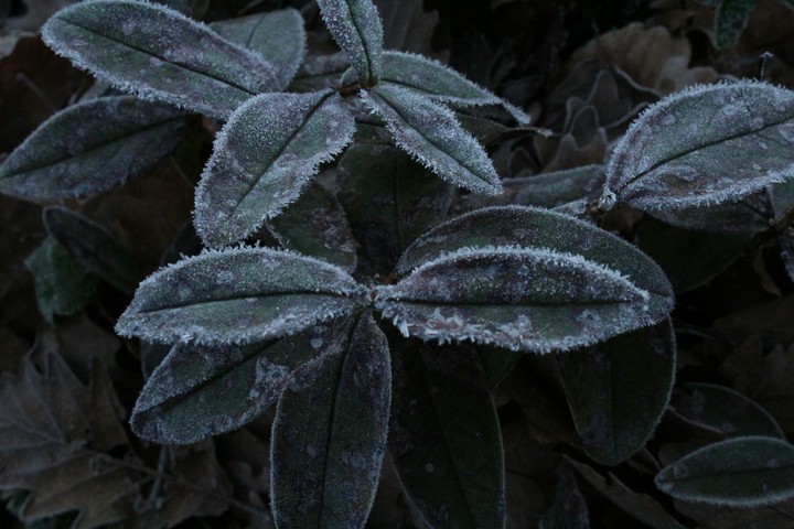 Nature