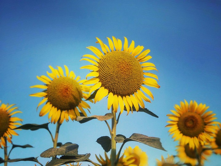 The sunflower