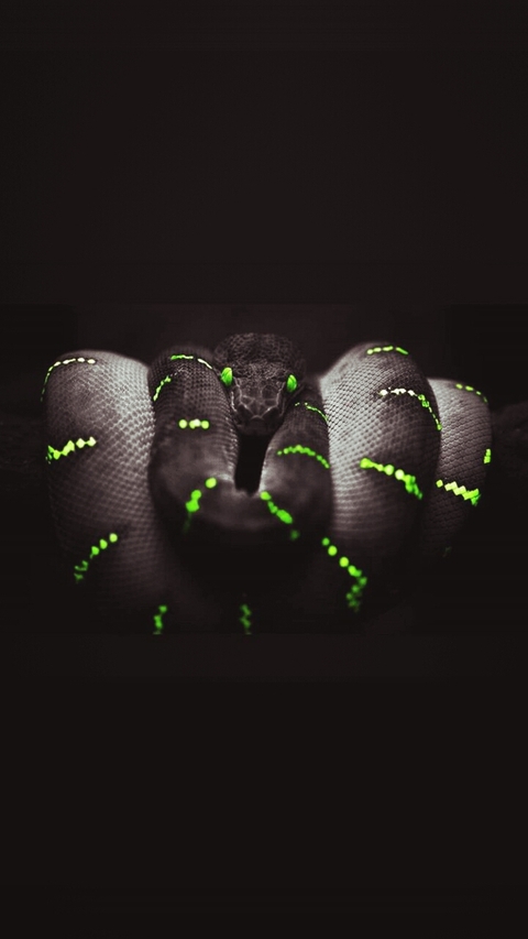 snAkE